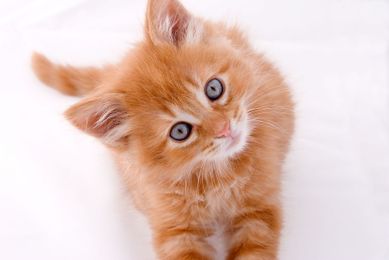 Can your cat get bird flu?