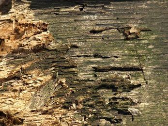 Ants As a Sign of Termites