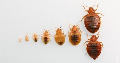 How Can I Prevent Bed Bugs In My Facility?