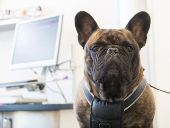 Why Are Vet Bills Higher Than They Used to Be?