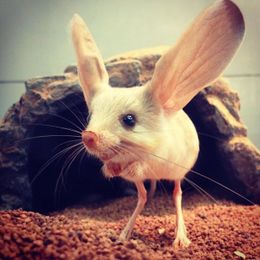 Long Eared Jerboa ACTION!
