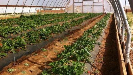 High tunnel vegetable farming, is it right for you?