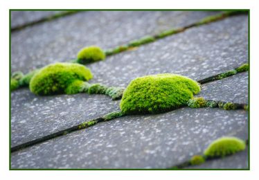 How To Remove Moss From A Roof