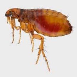 5 Steps To A Flea-Free House