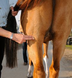 Horse Hock Massage for Better Performance
