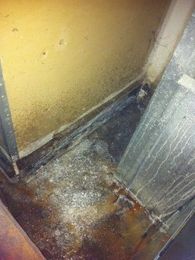 Homeowners Insurance and Mold: Does Homeowners Insurance Cover Mold Remediation?