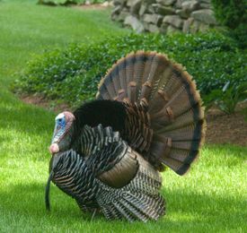 Simple, Festive & Fun Thanksgiving Craft Ideas for the Whole Family