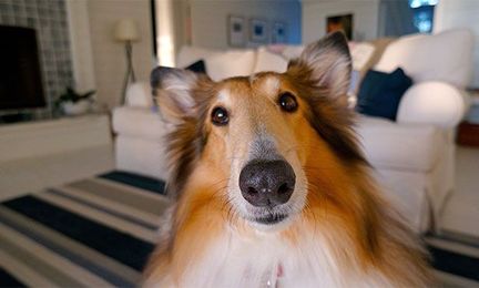 Why Your Dog Soils the House: Veterinary Medicine at Illinois