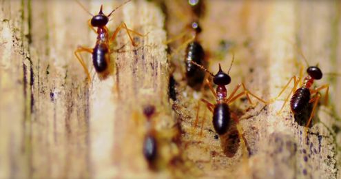 Termites Are Teaching Architects to Design Super-Efficient Skyscrapers