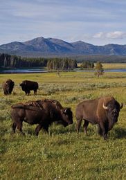 We Can Mimic Nature to Better Manage Water