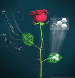 Cyborg Roses Wired with Self-Growing Circuits