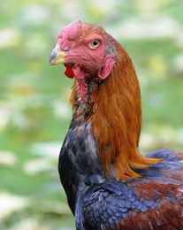 7 Problems with Backyard Chickens