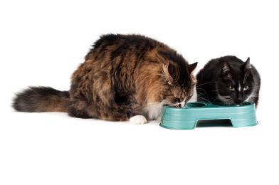 Feeding Cats in a Multi-Cat Household: A Quick Guide