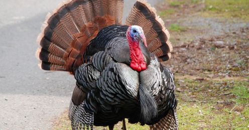 Find Out How You Can Adopt a Turkey This Thanksgiving