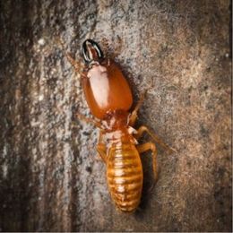 Termite Protection for Now and the Future