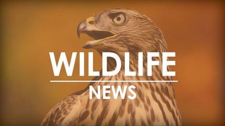 Cool Things You Didn’t Know About Wild Turkey