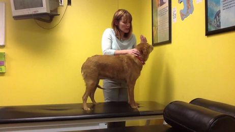 Dr Shannon Explains an Animal Chiropractic Adjustment