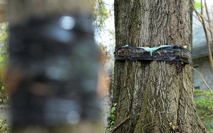 Thwarting tree damage from fall cankerworms requires diligence, annual effort