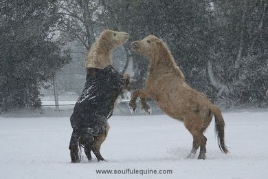 To Blanket Your Horse or Not to Blanket