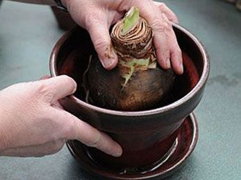 How to Pot an Amaryllis Bulb, Bulbs, Indoor Bulbs: Gardener's Supply