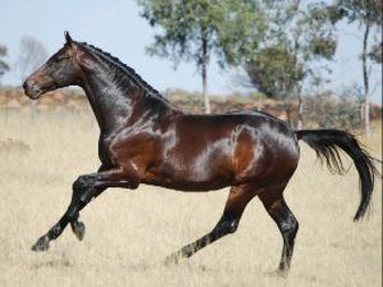 5 tips on how to have a happy stallion