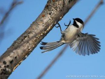 Believe it or not, birding can be rewarding for Alaska kids
