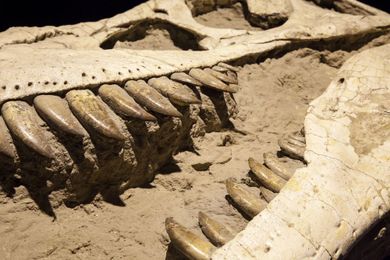 The Tropics Were Hot, Dry and Dinosaur-Free