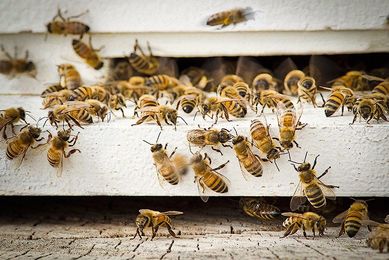 The World’s Largest Garden Supply Store Is Phasing Out Bee-Killing Insecticides
