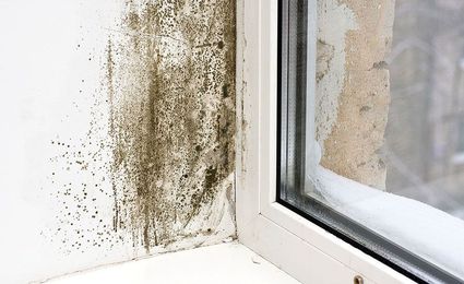 The Best Risk Management Tool for Mold Remediation