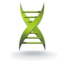 'Ghost Fibers' left by injured muscle cells guide stem cells to regenerate