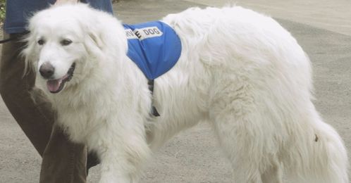 No Ordinary Pup: How to Interact with On-Duty Service Dogs
