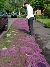 A Planting Guide for Red Creeping Thyme