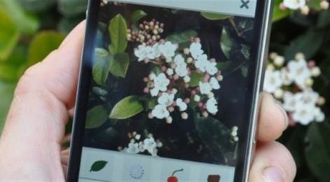 An App that will Identify Plants from just the Snap of a Picture