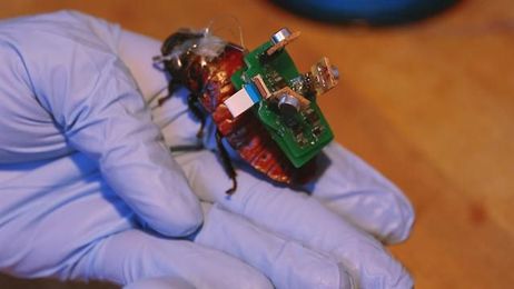 “BioBot” Roaches Could Save Lives With Tiny Backpacks