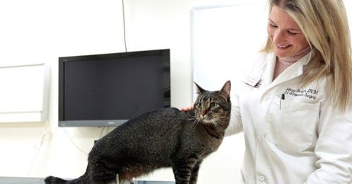 Vincent The Cat Gets 3D-Printed Legs