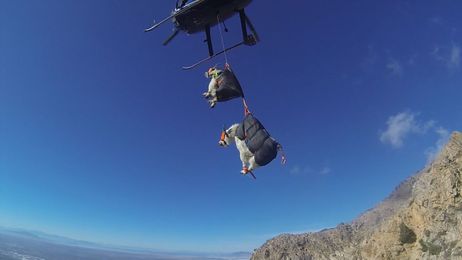 The Best Way to Move Mountain Goats? Helicopters.