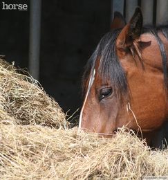 Design a Healthy Diet for Your Horse