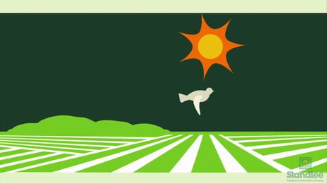 Why Premium Western Forage Instead of Horse Hay?