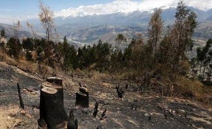 5 reasons to be hopeful about ending deforestation