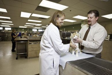 Why Should I Take My Pet to the Vet?