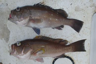 Grouper fishing: Its hard to beat a brownie