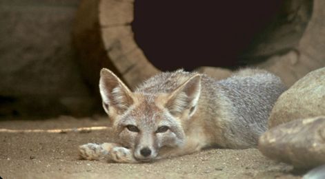 Save Water for Wildlife: Six Animals You Can Help By Using Less Water