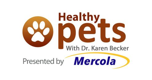 Dachshund Trying to Get a Carrot Through the Doggie Door