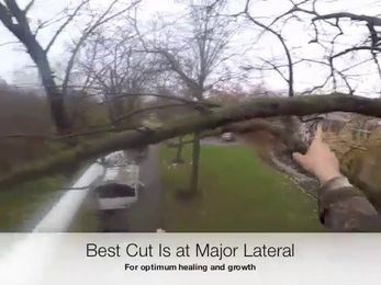 Go Pro Decayed Limb Removal on White Oak