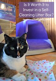 Is It Worth It to Invest in a Self-Cleaning Litter Box?