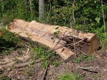 Milling Damaged Wood, Salvaged Lumber