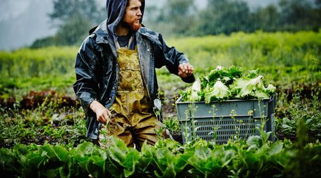 Search Local Organic Farmers and Retailers