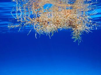 What Happens When Oil Spills Meet Massive Islands of Seaweed?