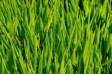 Insurance for environmental consultants