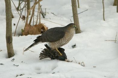 Bird Feeding Basics: Avoiding Starlings